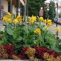 Canna Generalis